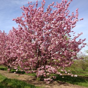 Čerešňa okrasná (Prunus serrulata) ´KIKU SHIDARE´ (sakura) - 200-250cm, obvod kmeňa 6/8 cm,kont. C15L